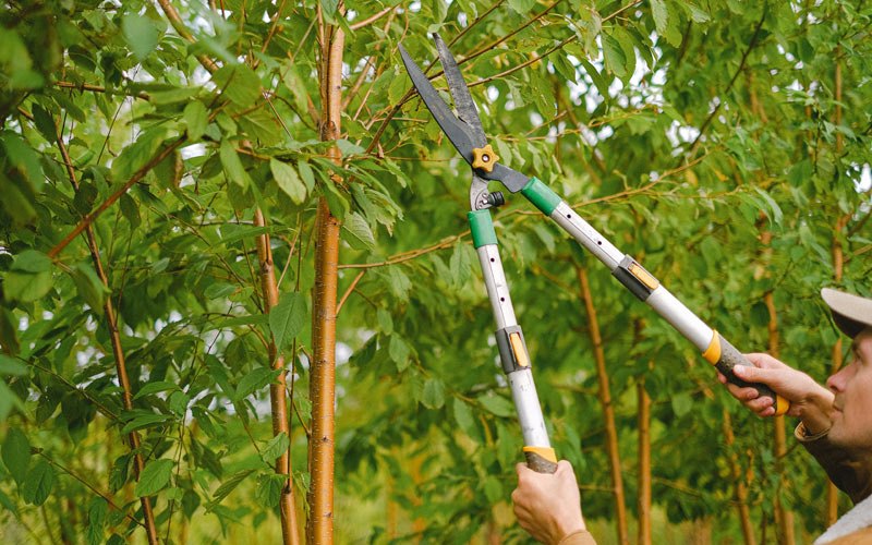Tree trimming in Ogden, AR